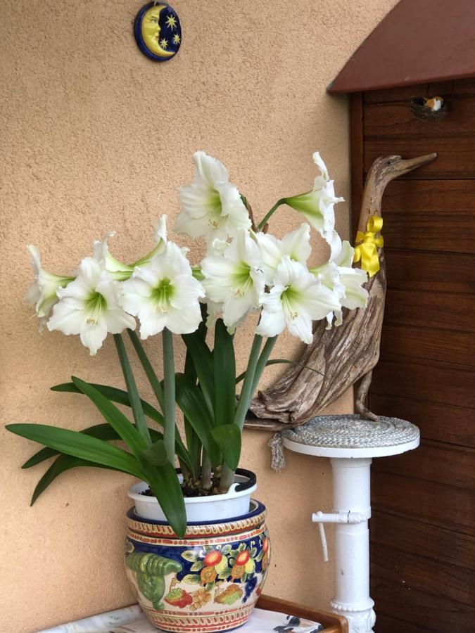 Sensory Garden Bed & Breakfast San Daniele del Friuli Bagian luar foto